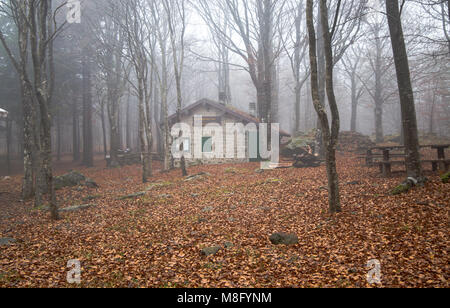 Maison isolée dans la forêt de hêtres bois // ancienne maison / maison en pierre isolée / / automne / forêt / feuilles tombées Banque D'Images