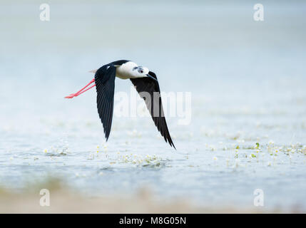 Black-winged Stilt décoller d'un lac Banque D'Images
