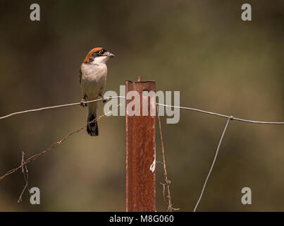 Woodchat Shrike sur une clôture Banque D'Images