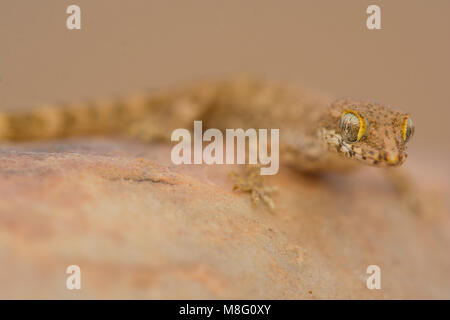 Sable algérien Gecko (Tropiocolotes algericus) dans le désert du Sahara de l'ouest du Maroc. Banque D'Images