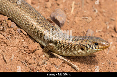 L'échelle de nombreux scinque cylindrique (Chalcides polylepis) dans le désert du Sahara de l'ouest du Maroc. Banque D'Images