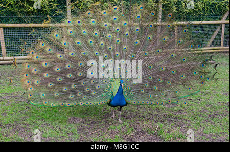 Peacock affichant son plumage de la queue à Walton Hall and Gardens zoo pour les enfants le 14 mars 2018 Banque D'Images