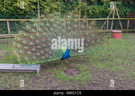 Peacock affichant son plumage de la queue à Walton Hall and Gardens zoo pour les enfants le 14 mars 2018 Banque D'Images