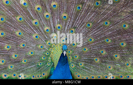 Peacock affichant son plumage de la queue à Walton Hall and Gardens zoo pour les enfants le 14 mars 2018 Banque D'Images