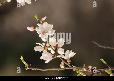 Srinagar, Inde. Mar 10, 2018. Fleur de printemps sur les amandiers dans le monde célèbre "alcôve amande' connu localement comme Badamwari Badamwari «BADAAM VEAR' Garden est situé au centre-ville de Srinagar. C'est l'un des plus beaux sites à voir au printemps où les amandiers sont en fleurs. Credit : Arfath Naseer/Pacific Press/Alamy Live News Banque D'Images