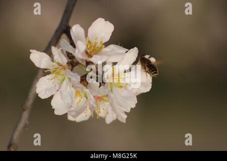 Srinagar, Inde. Mar 10, 2018. Fleur de printemps sur les amandiers dans le monde célèbre "alcôve amande' connu localement comme Badamwari Badamwari «BADAAM VEAR' Garden est situé au centre-ville de Srinagar. C'est l'un des plus beaux sites à voir au printemps où les amandiers sont en fleurs. Credit : Arfath Naseer/Pacific Press/Alamy Live News Banque D'Images