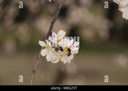 Srinagar, Inde. Mar 10, 2018. Fleur de printemps sur les amandiers dans le monde célèbre "alcôve amande' connu localement comme Badamwari Badamwari «BADAAM VEAR' Garden est situé au centre-ville de Srinagar. C'est l'un des plus beaux sites à voir au printemps où les amandiers sont en fleurs. Credit : Arfath Naseer/Pacific Press/Alamy Live News Banque D'Images