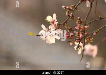 Srinagar, Inde. Mar 10, 2018. Fleur de printemps sur les amandiers dans le monde célèbre "alcôve amande' connu localement comme Badamwari Badamwari «BADAAM VEAR' Garden est situé au centre-ville de Srinagar. C'est l'un des plus beaux sites à voir au printemps où les amandiers sont en fleurs. Credit : Arfath Naseer/Pacific Press/Alamy Live News Banque D'Images