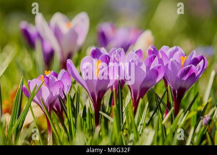 Fleur pourpre - Crocus Banque D'Images