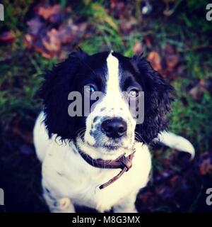 Sprocker Spaniel Puppy Portrait Banque D'Images