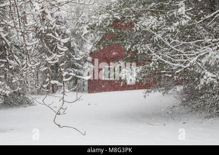 Grange rouge vu à travers arbres couverts de neige. Banque D'Images