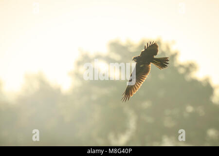 Western marsh harrier, Circus aeruginosus, oiseau de proie à la recherche de vol et de chasse au-dessus d'un champ pendant le coucher du soleil Banque D'Images