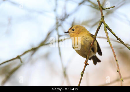 Bird Goldcrest (Regulus regulus) à travers les branches des arbres et bush Banque D'Images