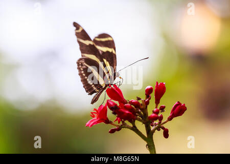 Zebra longwing (Heliconius charitonius) papillon tropical reposant dans l'alimentation de nectar dans forêt jungle de plantes et de fleurs. Banque D'Images