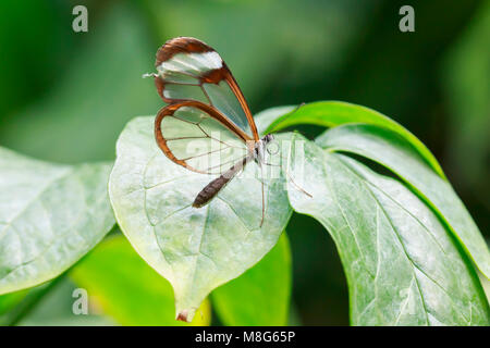 Portrait d'un Greta oto, le glasswinged ou glasswing papillon. L'arrière-plan est lumineux et vibrant de couleur. Banque D'Images