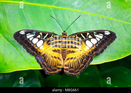 Close up de la clipper, papillon Parthenos Sylvia, reposant sur une grande feuille verte avec les ailes ouvertes. Asie du Sud et de l'Est. Banque D'Images