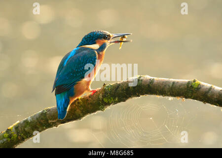 Gros plan détaillé d'un oiseau kingfisher Alcedo atthis attraper et manger un petit poisson dans la lumière du soleil tôt le matin pendant la saison de printemps. Banque D'Images