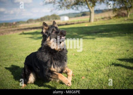 Les jeunes Bohemian Shepherd saute et joue dans un jardin pendant une journée ensoleillée Banque D'Images