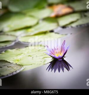 Lotus bleu du Nil Lily dans le Marais de Mabamba en Ouganda Banque D'Images