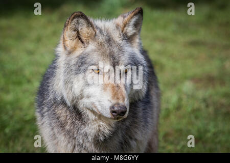 Wolf, représenté à la U Conservation Society, les loups ont lieu dans de grands espaces et de bien d'eux, ils ont sauvé un grand nombre de loups d'une mort certaine. Banque D'Images
