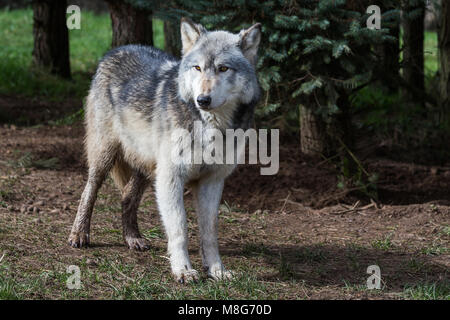 Wolf, représenté à la U Conservation Society, les loups ont lieu dans de grands espaces et de bien d'eux, ils ont sauvé un grand nombre de loups d'une mort certaine. Banque D'Images