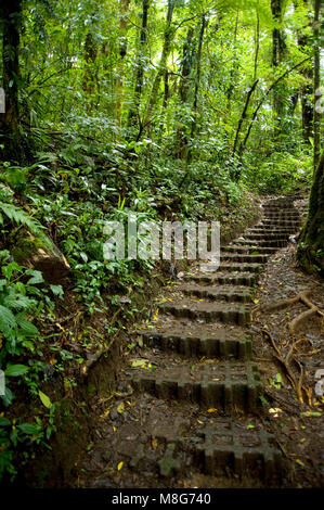 Feuillage vert et luxuriant entoure les nombreux sentiers de randonnées dans la Forêt Nuageuse de Monteverde au Costa Rica. Banque D'Images