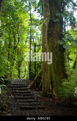 Feuillage vert et luxuriant entoure les nombreux sentiers de randonnées dans la Forêt Nuageuse de Monteverde au Costa Rica. Banque D'Images