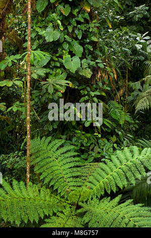 Une vue de dessus offre une perspective différente de la végétation luxuriante sur le plancher de la forêt tropicale dans la Forêt Nuageuse de Monteverde Réserve. Banque D'Images