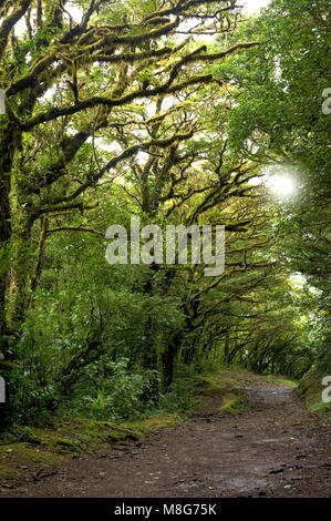 Une ligne d'arbres arch passage un sentier de randonnée en forêt nuageuse de Monteverde au Costa Rica. Banque D'Images