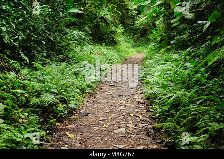 Feuillage vert et luxuriant entoure les nombreux sentiers de randonnées dans la Forêt Nuageuse de Monteverde au Costa Rica. Banque D'Images