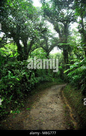 Feuillage vert et luxuriant entoure les nombreux sentiers de randonnées dans la Forêt Nuageuse de Monteverde au Costa Rica. Banque D'Images