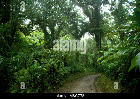 Feuillage vert et luxuriant entoure les nombreux sentiers de randonnées dans la Forêt Nuageuse de Monteverde au Costa Rica. Banque D'Images