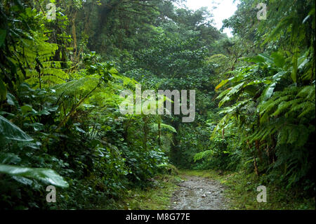 Feuillage vert et luxuriant entoure les nombreux sentiers de randonnées dans la Forêt Nuageuse de Monteverde au Costa Rica. Banque D'Images