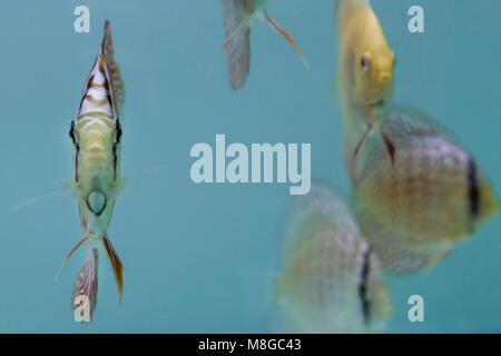 Symphysodon discus (poissons en aquarium d'eau douce)