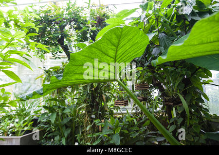 Le taro géant, Alokasia (Alocasia macrorrhizos) Banque D'Images