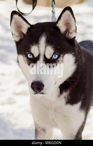 Closeup portrait de grincheux chien husky de Sibérie regardant la caméra Banque D'Images