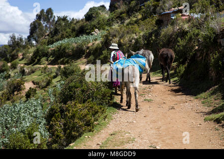 L'Isla del Sol, BOLIVIE - 7 janvier 2018 : une femme non identifiée avec les ânes sur Isla del Sol sur le lac Titicaca. C'est la plus grande île en haute altitu Banque D'Images