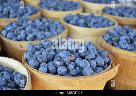 Michigan frais mûrs bleuets pour la vente dans des paniers en bois dans un marché de producteurs en plein air Banque D'Images