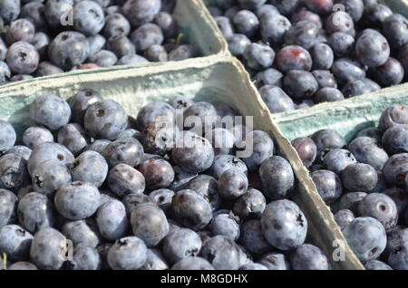 Tout frais et mûrs Bleuets Michigan affiche et en vente à la terrasse d'un marché de producteurs Banque D'Images