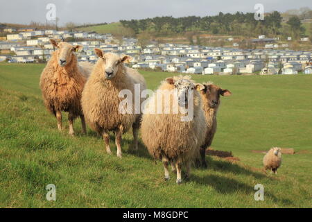 Troupeau de moutons sur les terres agricoles près de Ladram Bay dans l'est du Devon Banque D'Images