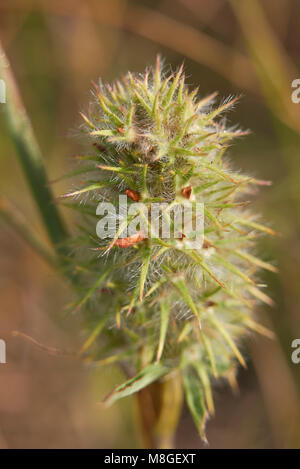 Trifolium angustifolium close up Banque D'Images