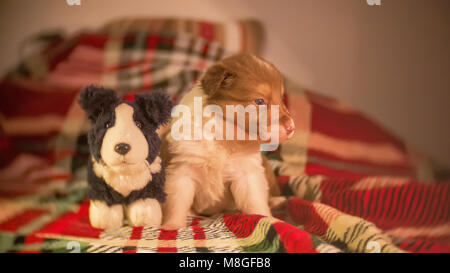 Quatre semaines de border collie chiot mignon nouveau-né avec un border collie en peluche accueil environnement sur un couvre-lit à carreaux. Banque D'Images