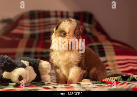 Quatre semaines de border collie chiot mignon nouveau-né avec un border collie en peluche accueil environnement sur un couvre-lit à carreaux. Banque D'Images