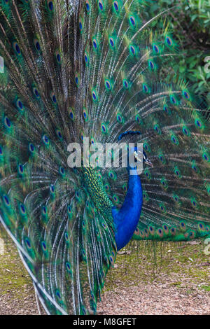 Peacock afficher Banque D'Images