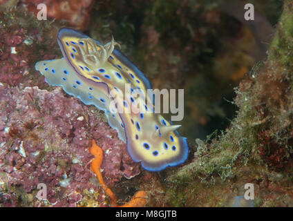 Kuni's chromodoris kuniei ( Goniobranchus - syn. Chromodoris-) ramper sur les récifs coralliens de Bali, Indonésie Banque D'Images