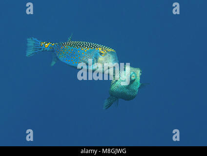 L'accouplement repéré boxfish Ostracion meleagris ( ) dans l'eau de Bali, Indonésie Banque D'Images