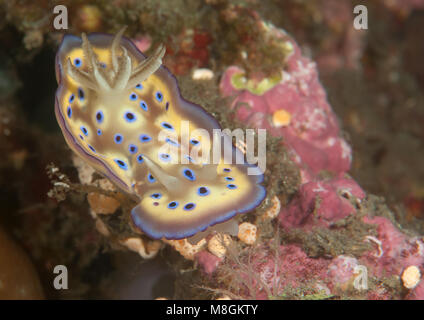 Kuni's chromodoris kuniei ( Goniobranchus - syn. Chromodoris-) ramper sur les récifs coralliens de Bali, Indonésie Banque D'Images