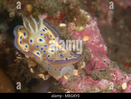 Kuni's chromodoris kuniei ( Goniobranchus - syn. Chromodoris-) ramper sur les récifs coralliens de Bali, Indonésie Banque D'Images