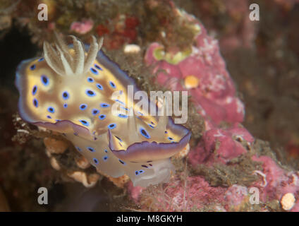 Kuni's chromodoris kuniei ( Goniobranchus - syn. Chromodoris-) ramper sur les récifs coralliens de Bali, Indonésie Banque D'Images