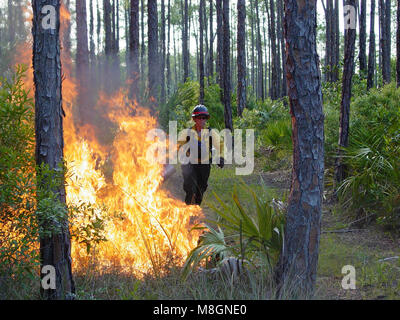 Pr image BICY un cr Gustave Pellerin .le feu, les feux sauvages, et joue un rôle vital au sein de la réserve nationale de Big Cypress. Un pompier à l'aide d'un chalumeau au goutte-à-goutte pour améliorer une ligne de feu. Banque D'Images